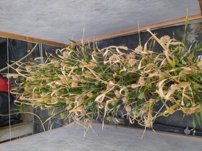 Click for 2 image(s) for this accession. PLANT